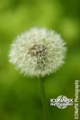 Sample from Nature